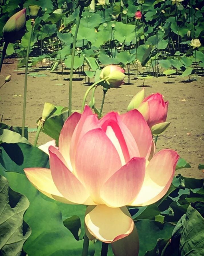 Echo Park Lake lotus blossom 2019